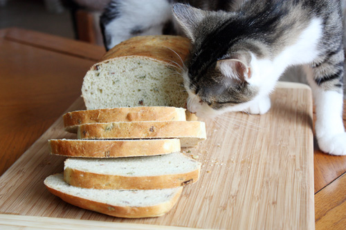 cat sniffing loaf of bread on table