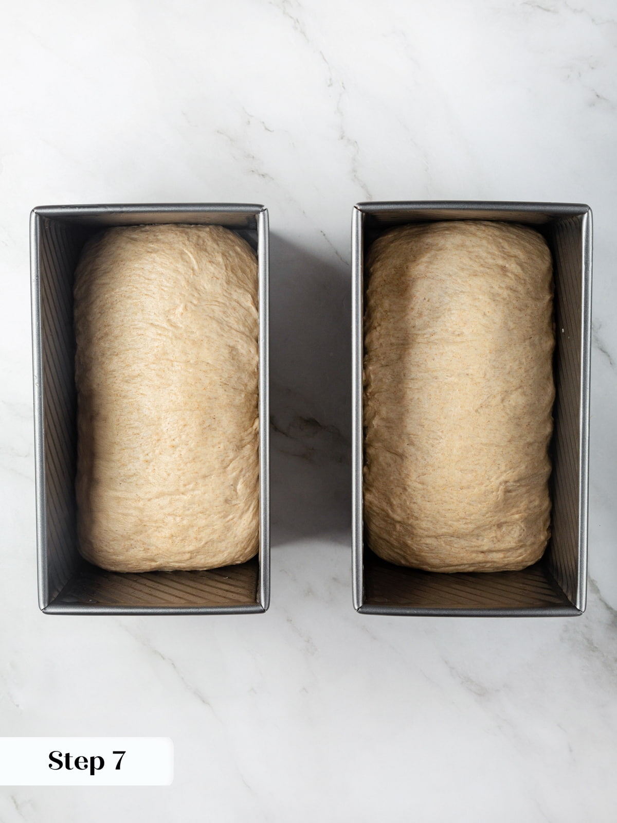 Dough shaped into loaves resting in oiled pans before rising for baking.