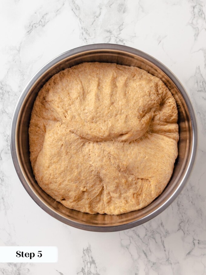 Fully risen whole wheat dough nearly filling a stainless steel mixing bowl.