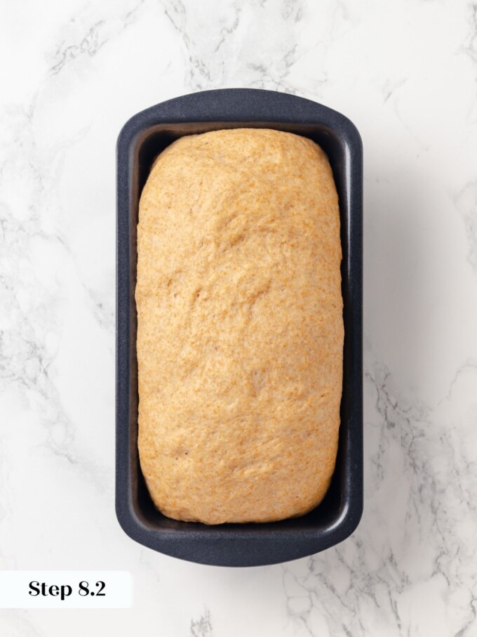 Risen whole wheat dough filling out a dark loaf pan ready for egg wash.